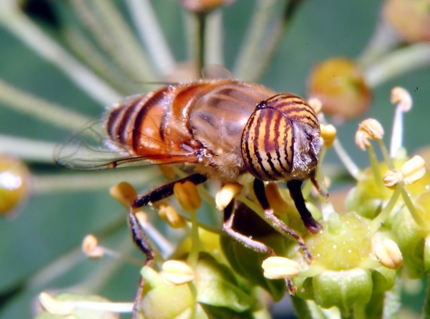 Le foto con il nuovo flash